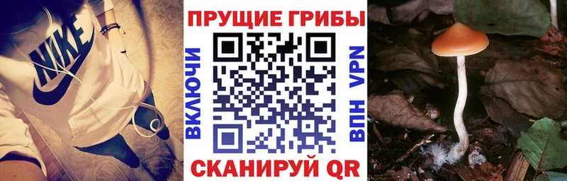 Псилоцибиновые грибы Psilocybine cubensis  купить закладку  Салаир 